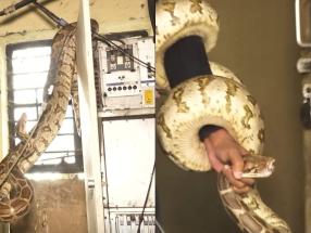 python snake