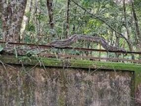 python snake