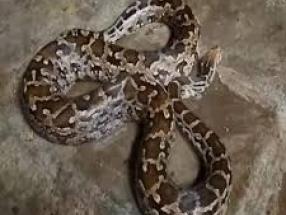 python snake