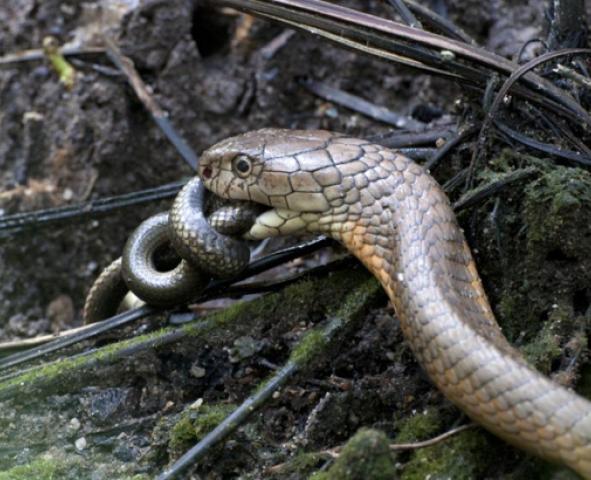 snake